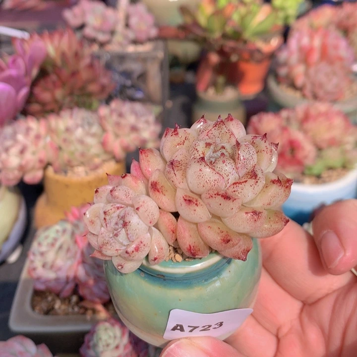 一物一拍含盆土满38包邮A723