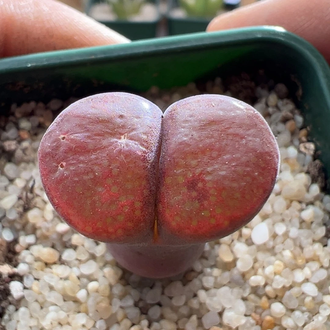 503优选pnsp特红一颗