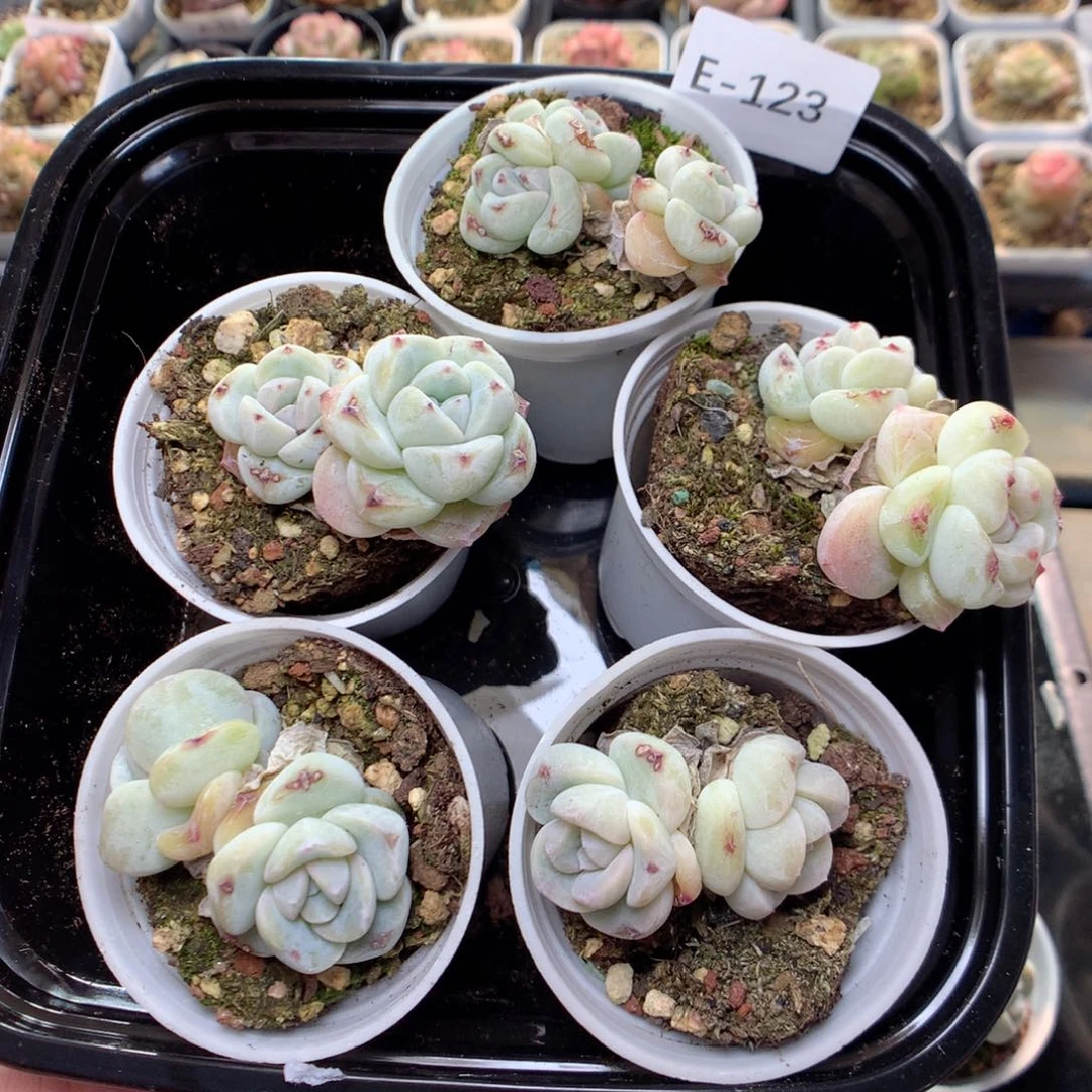 E123青提珍妮y y y y y y y y y