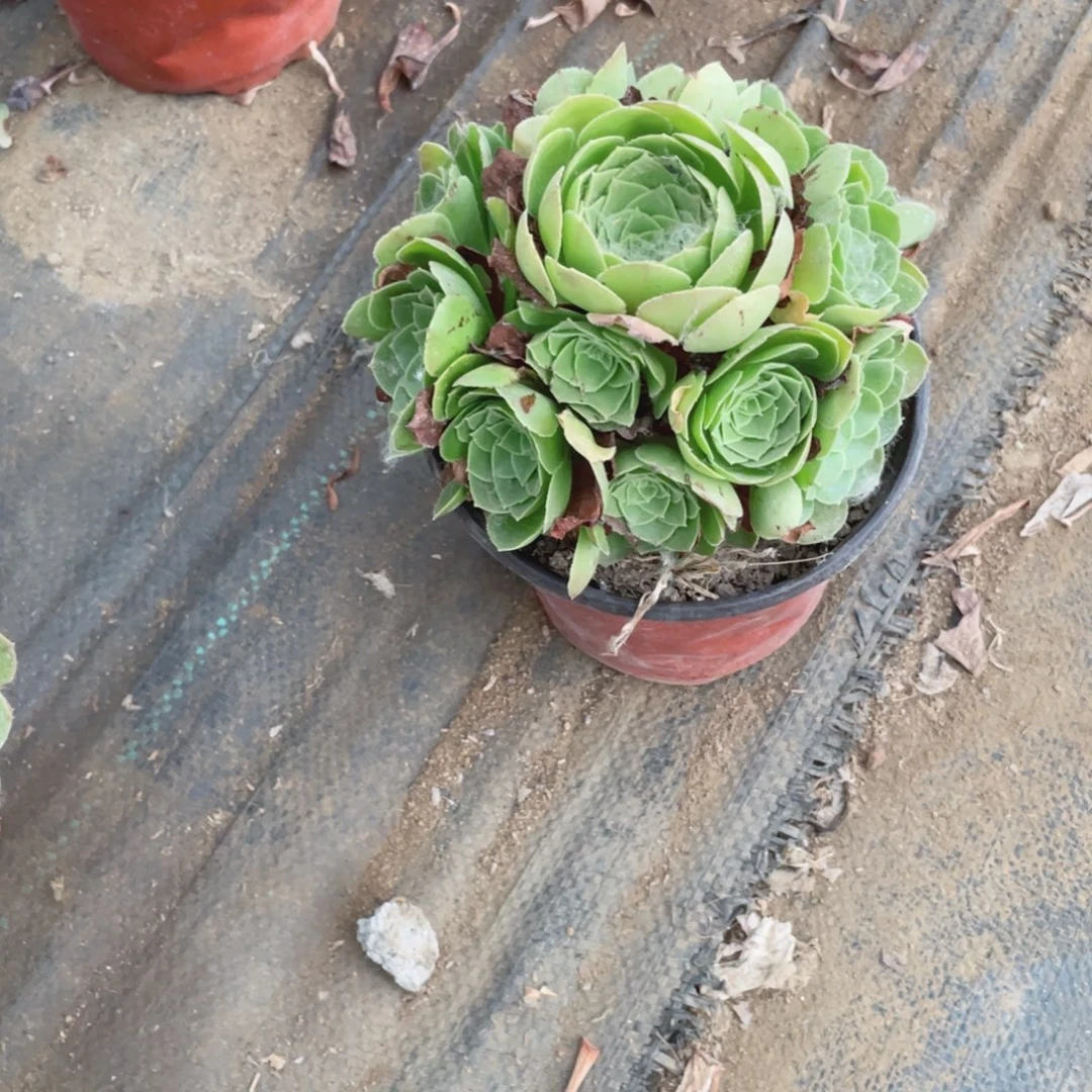 1154万法师多肉断枝不包