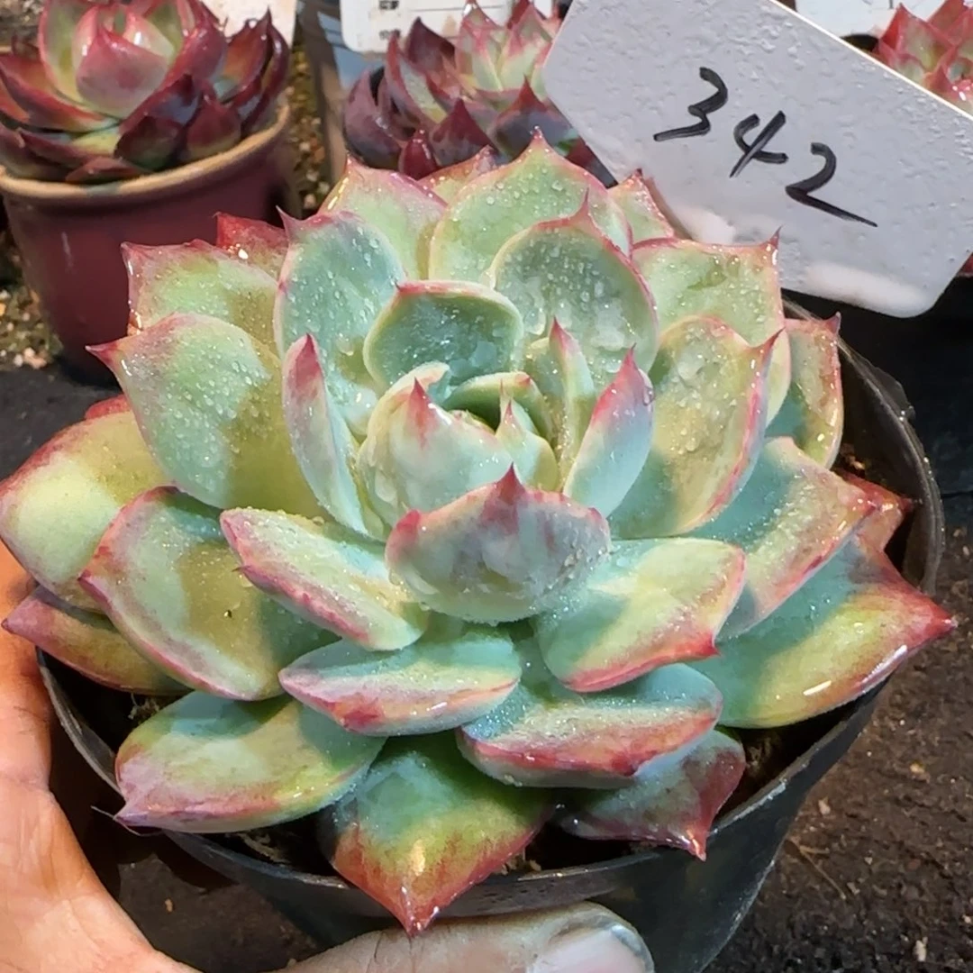 惊鸿一物一拍包装收缩花旱342