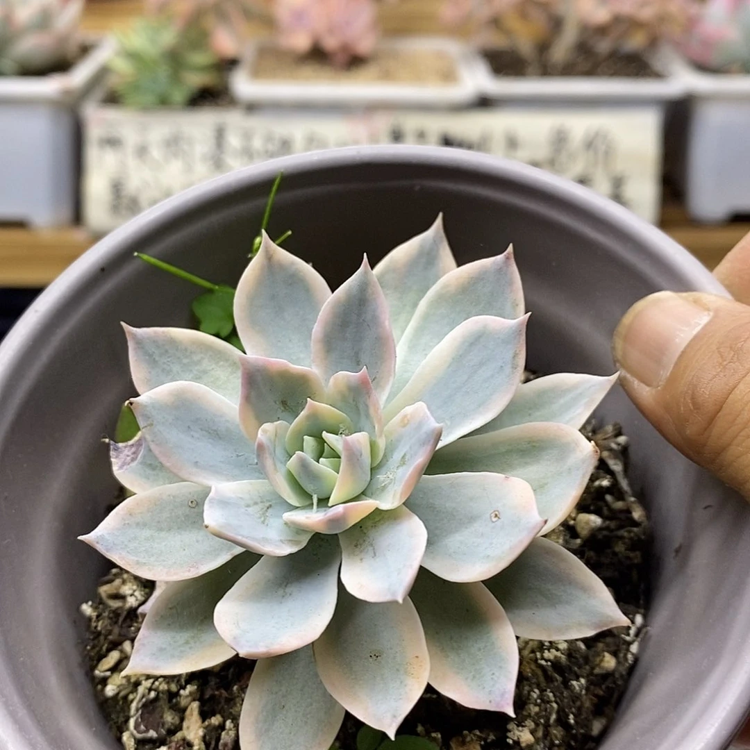 20126 皮氏锦多肉