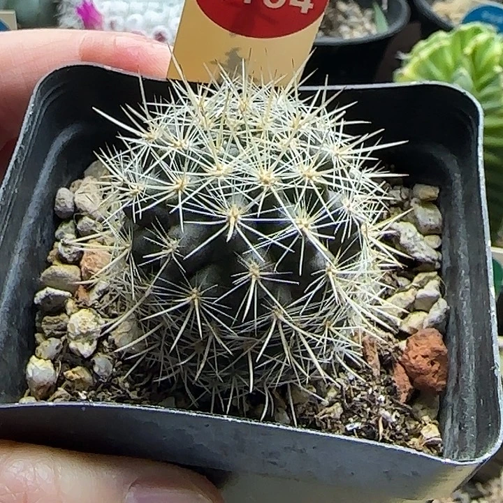 实生逆龙丸一颗66877