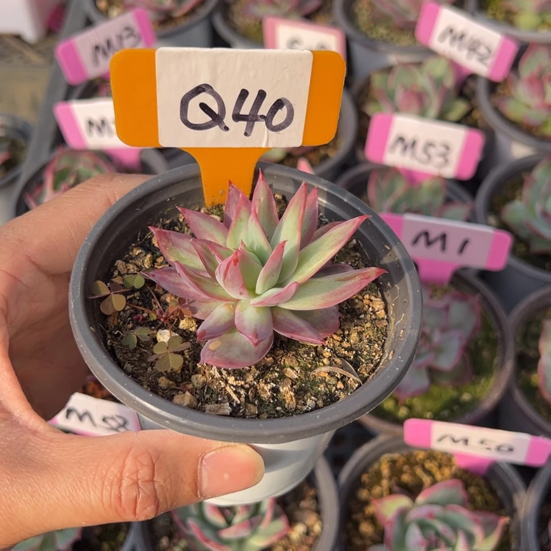 熊***毛Q40惊鸿单头多肉