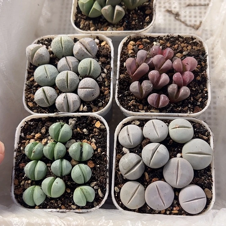 爱石阁生石花一物一拍