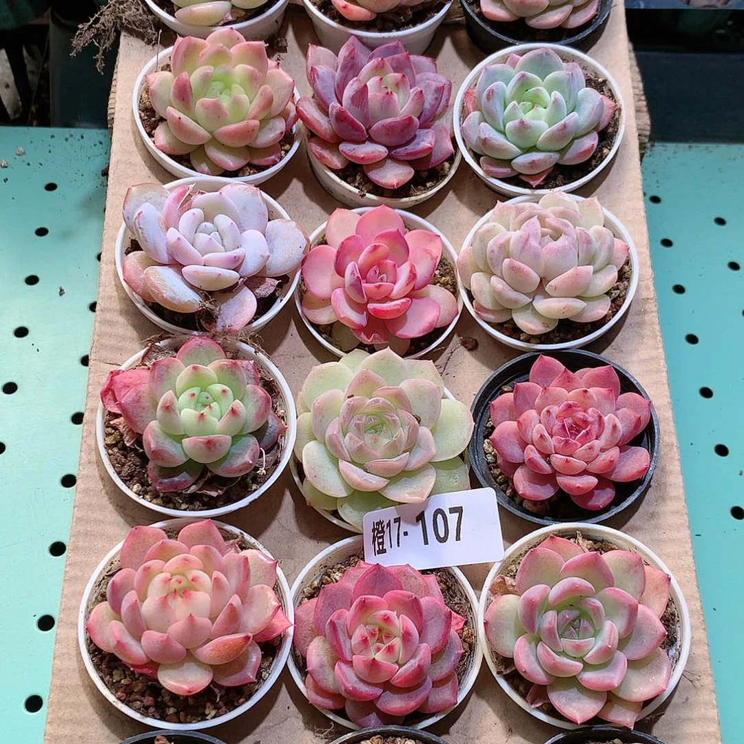 17-107一物一拍带盆18颗。