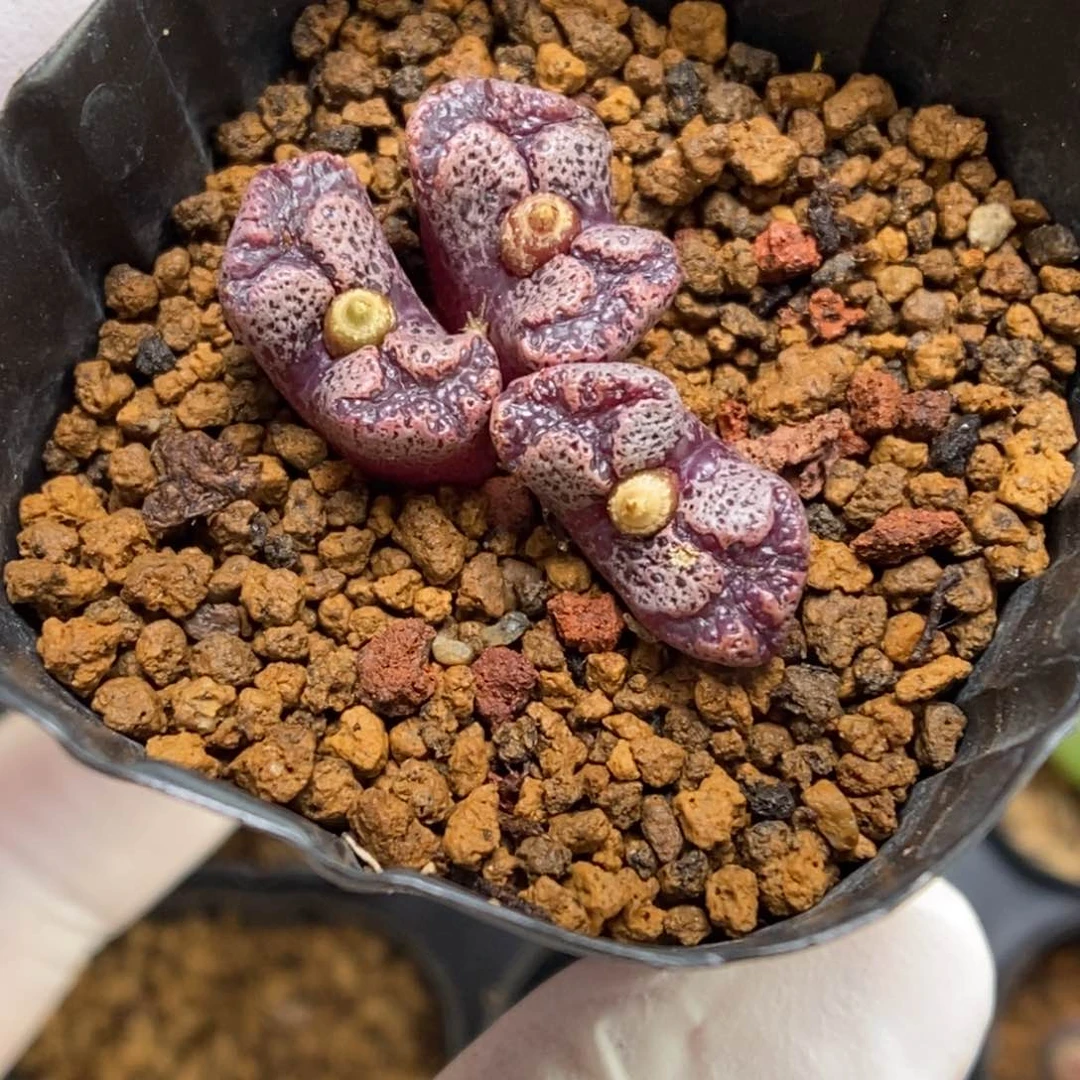 多肉植物肉锥杂交K-327
