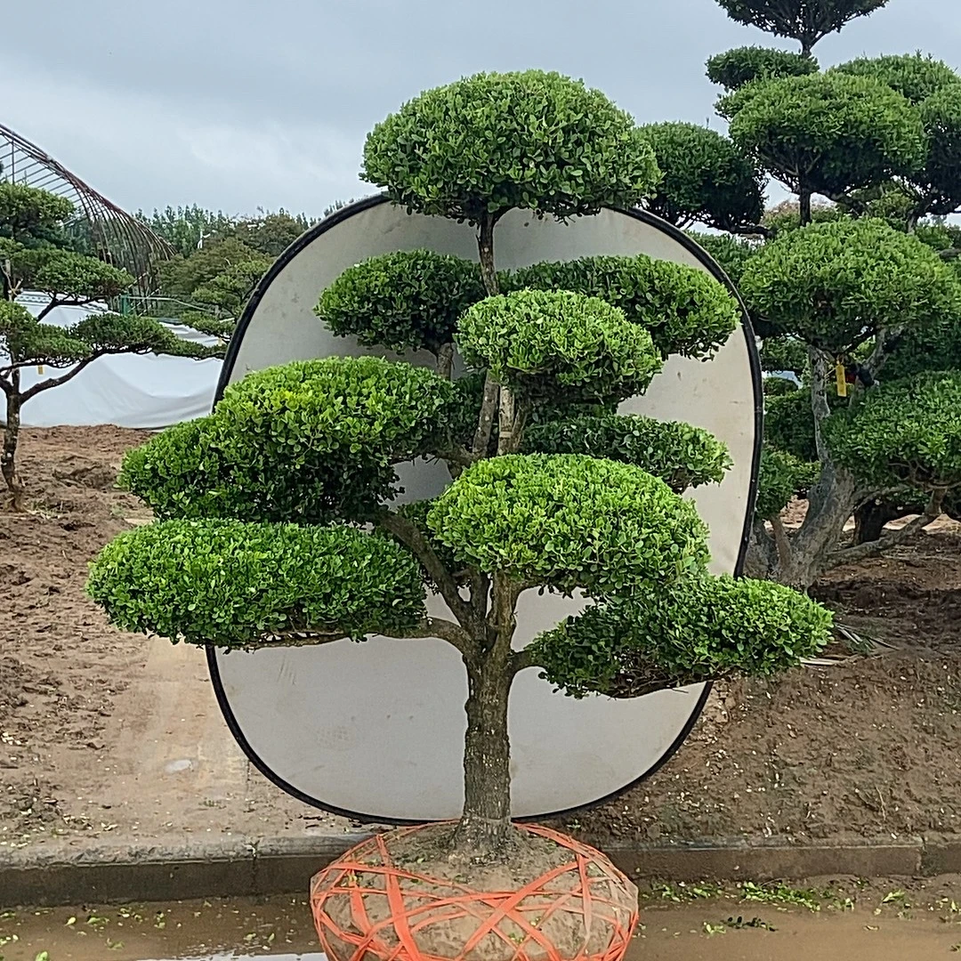 小叶黄杨瓜子黄杨造型庭院景观树四季常青