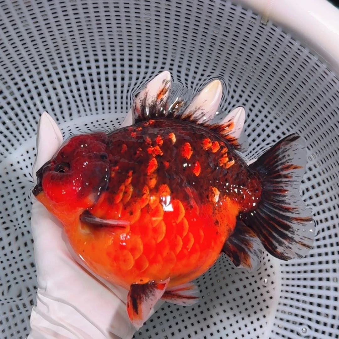 金鱼类不分公母17