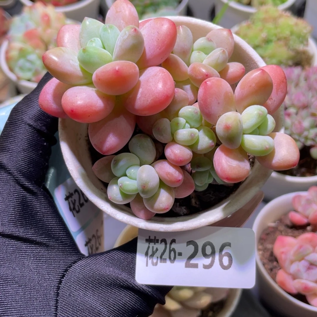 花利美26-296洛神