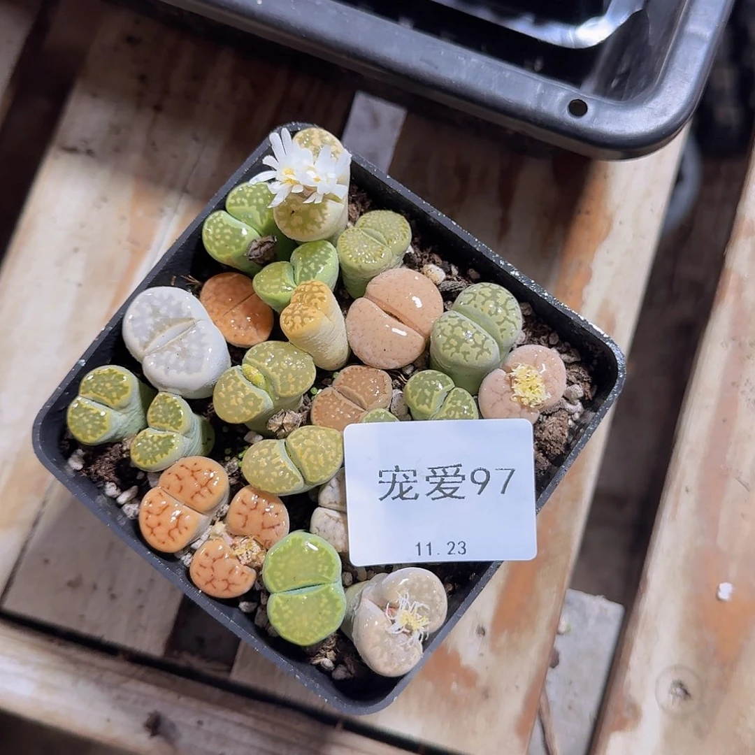 直播福利一物一拍97