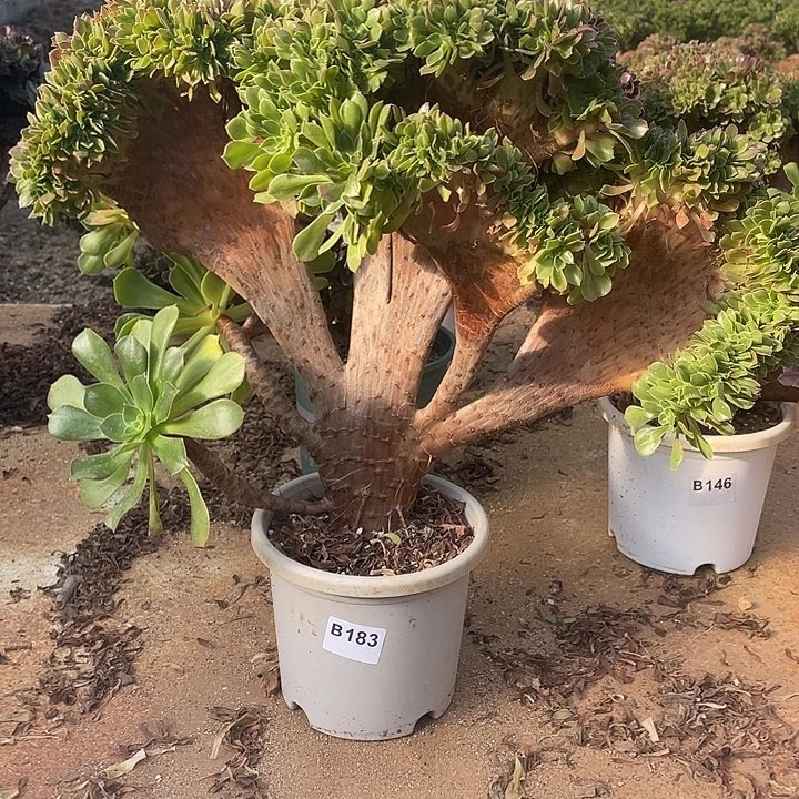 B183柠檬缀化冠服49公分脱土包邮