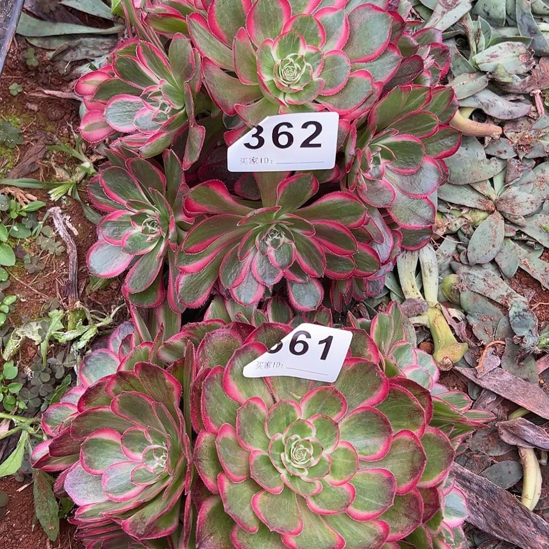 r***e精品多肉植物362桃花坞