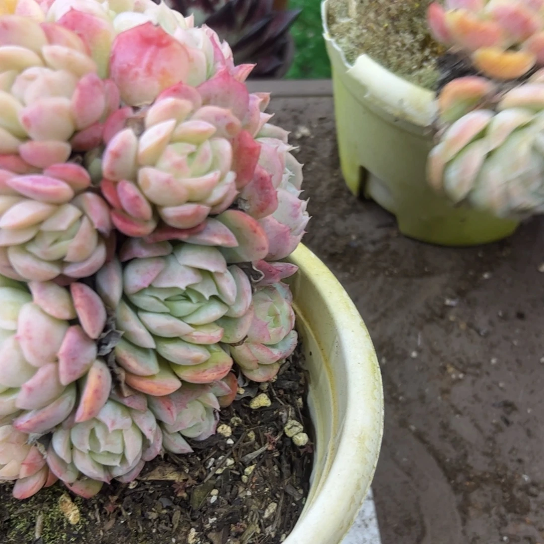 冰梅    带盆土发货