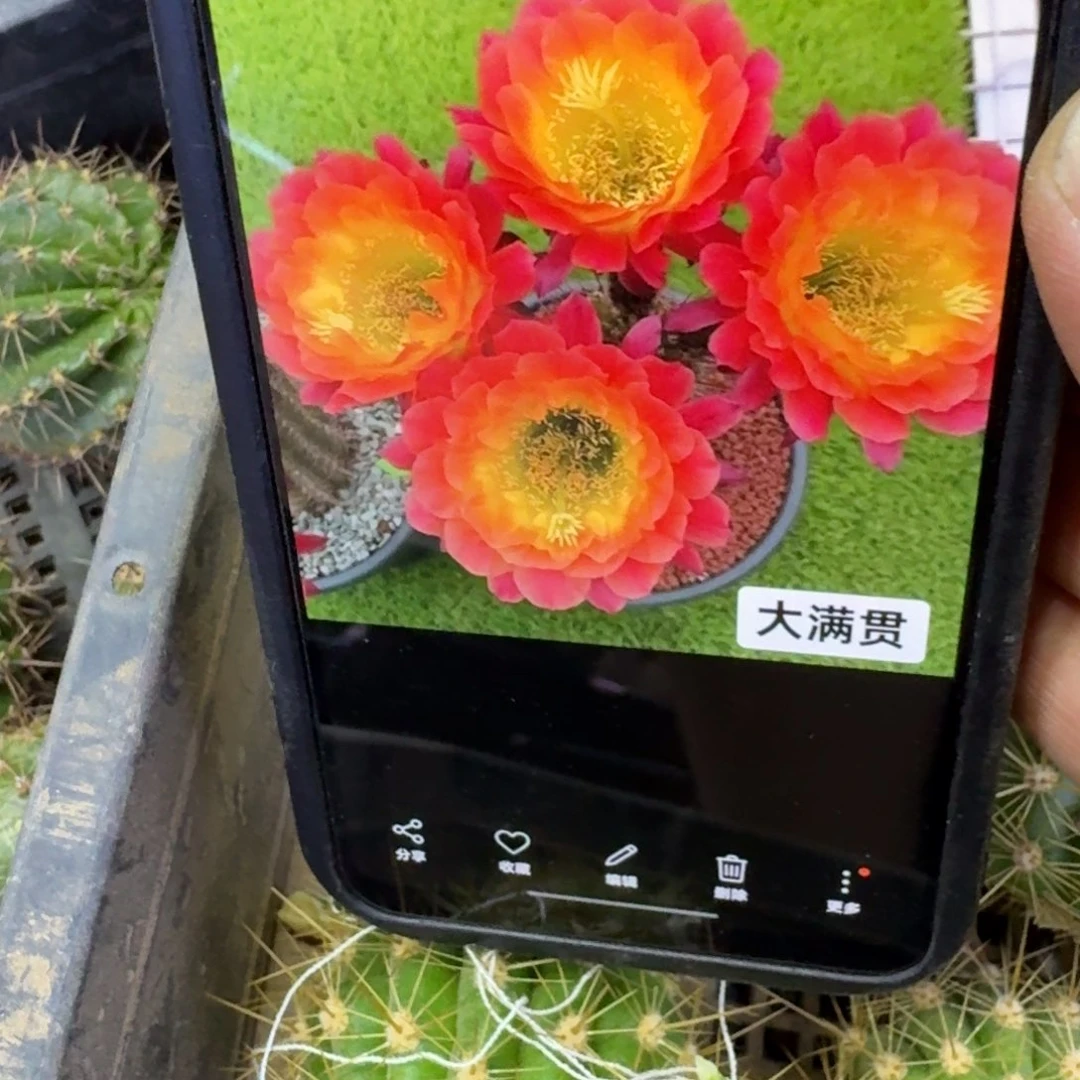 35毛花柱大满贯歪4公分左右无根侧牙，20包邮