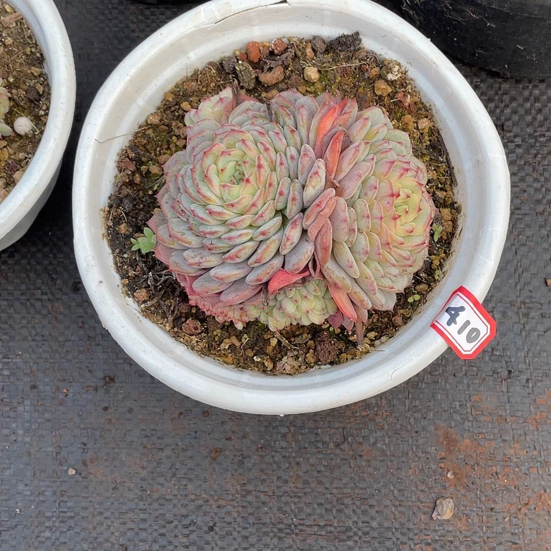 410 白胖子一物一拍多肉