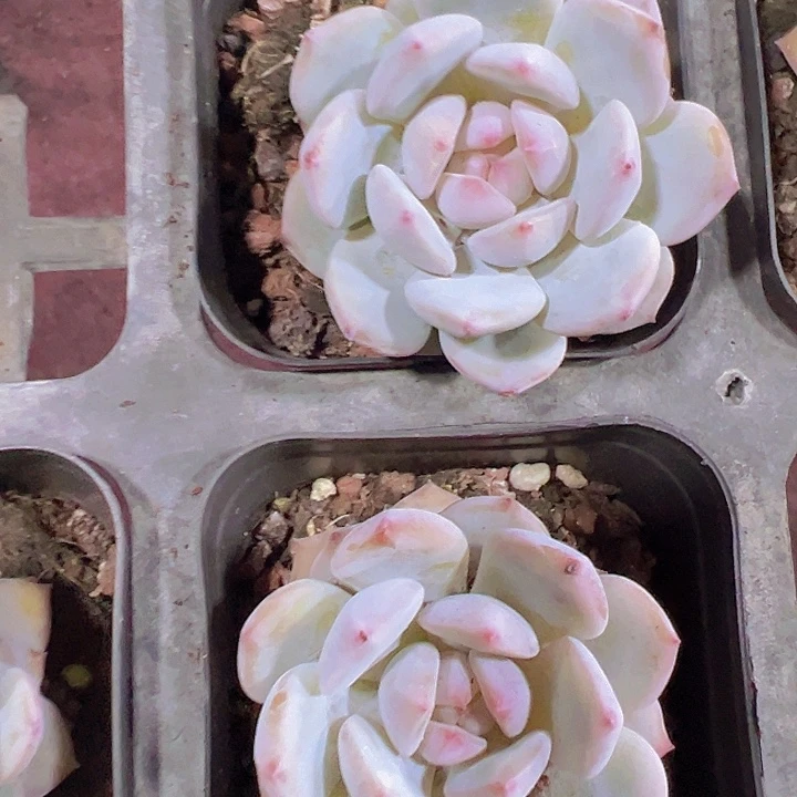 冰幻糖心精品多肉植物大战