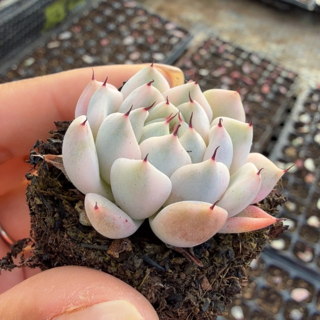 妲己锦 腹轮锦 一颗多肉锦