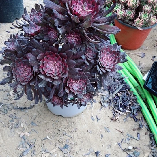 赵***多肉法师紫霞仙子老庄