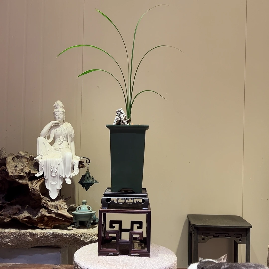 大部分花苞少量开放春剑牡丹