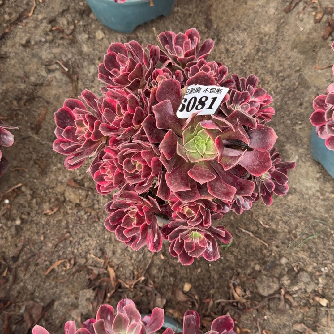 玛***注18-32法师幽兰公主6081