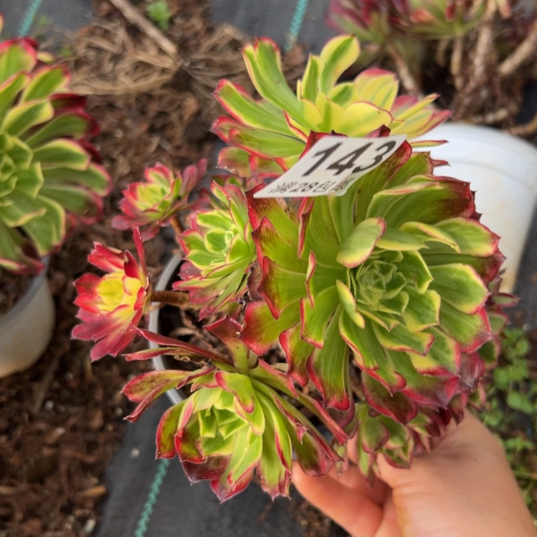 多肉植物143天和的