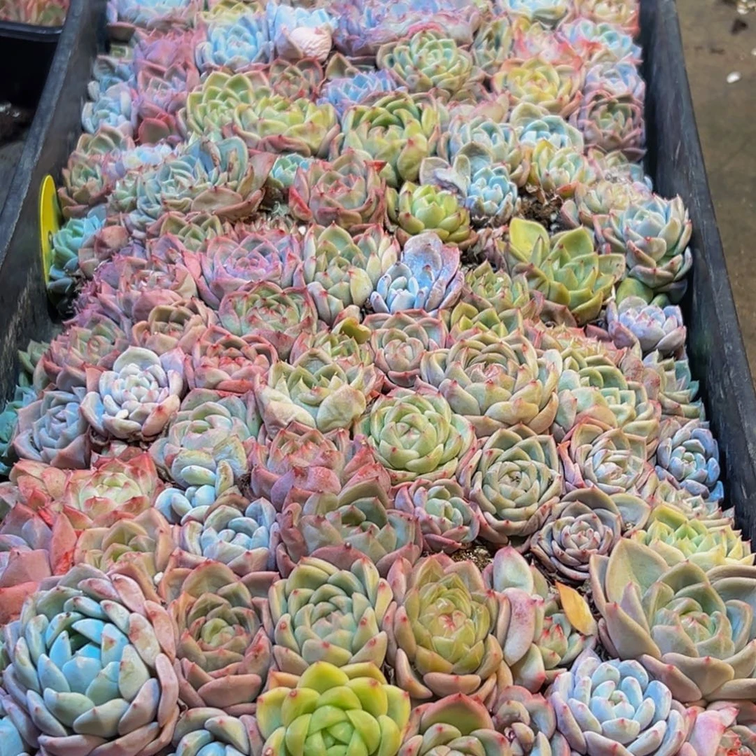 617多肉葡萄的味道是什么呢笑