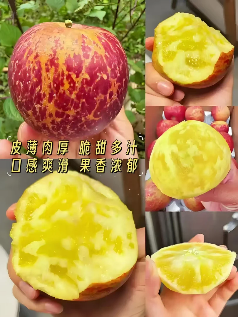 昭通冰糖心丑苹果  脆甜多汁  现摘现发