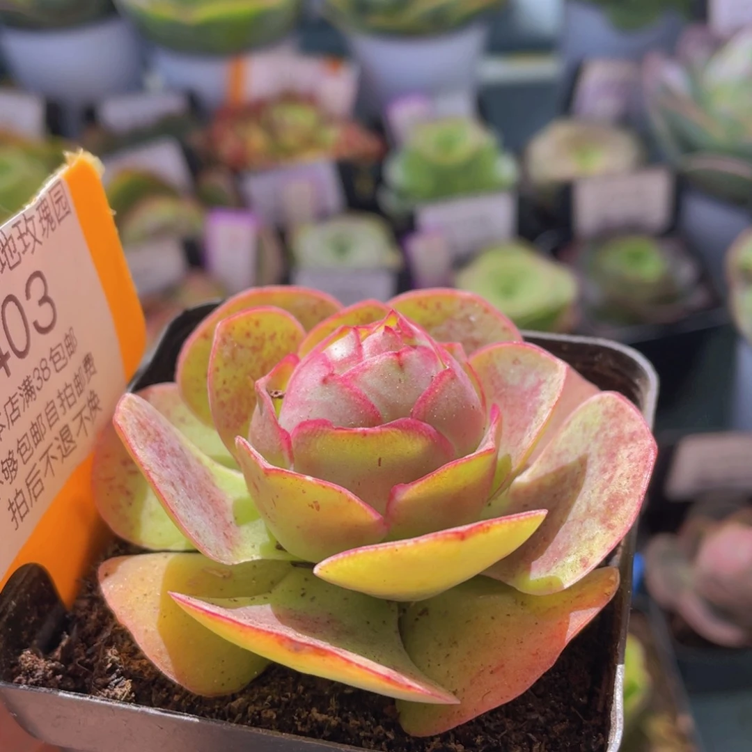 浣纱多肉福利403一物一拍