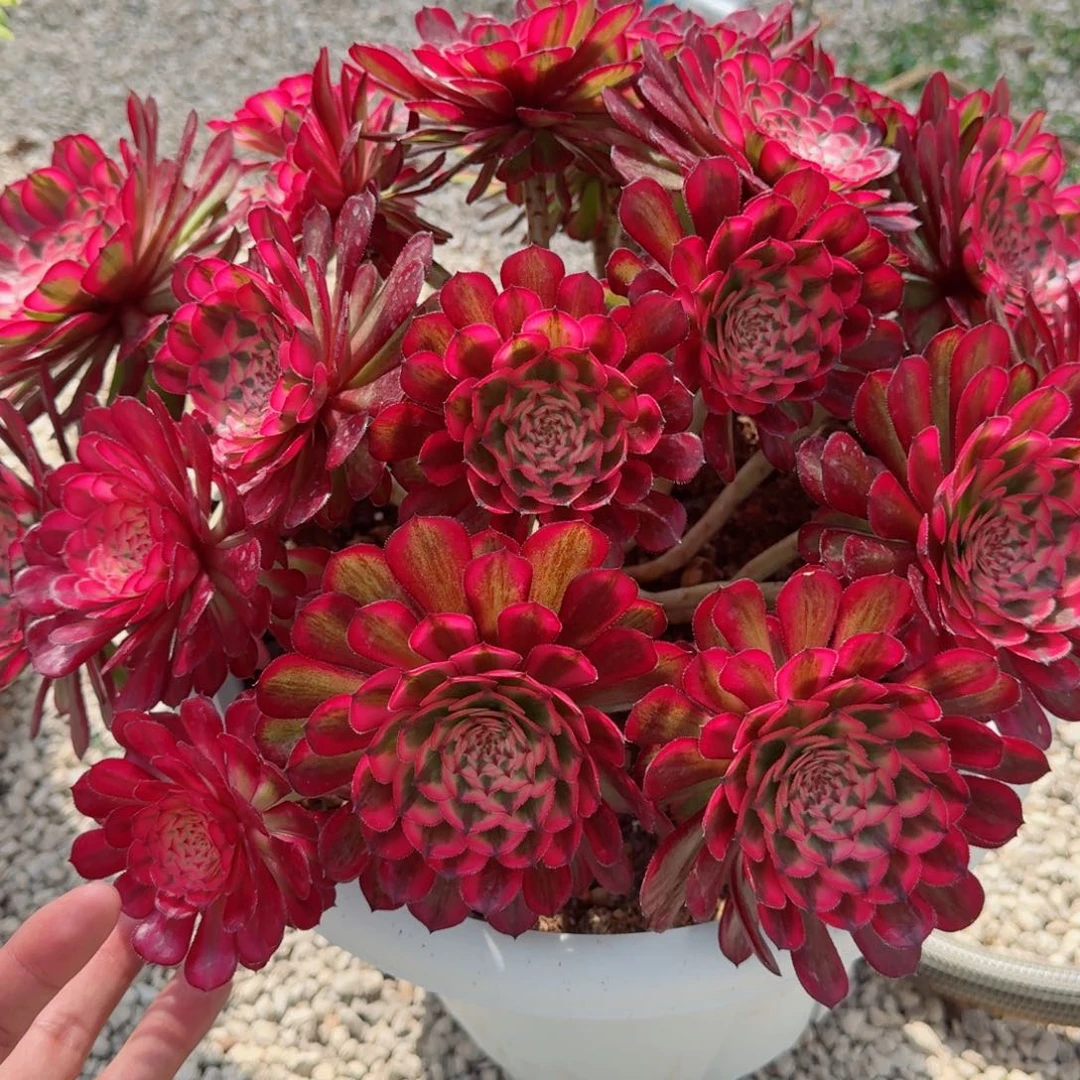 冬*姐多肉植物发货发货