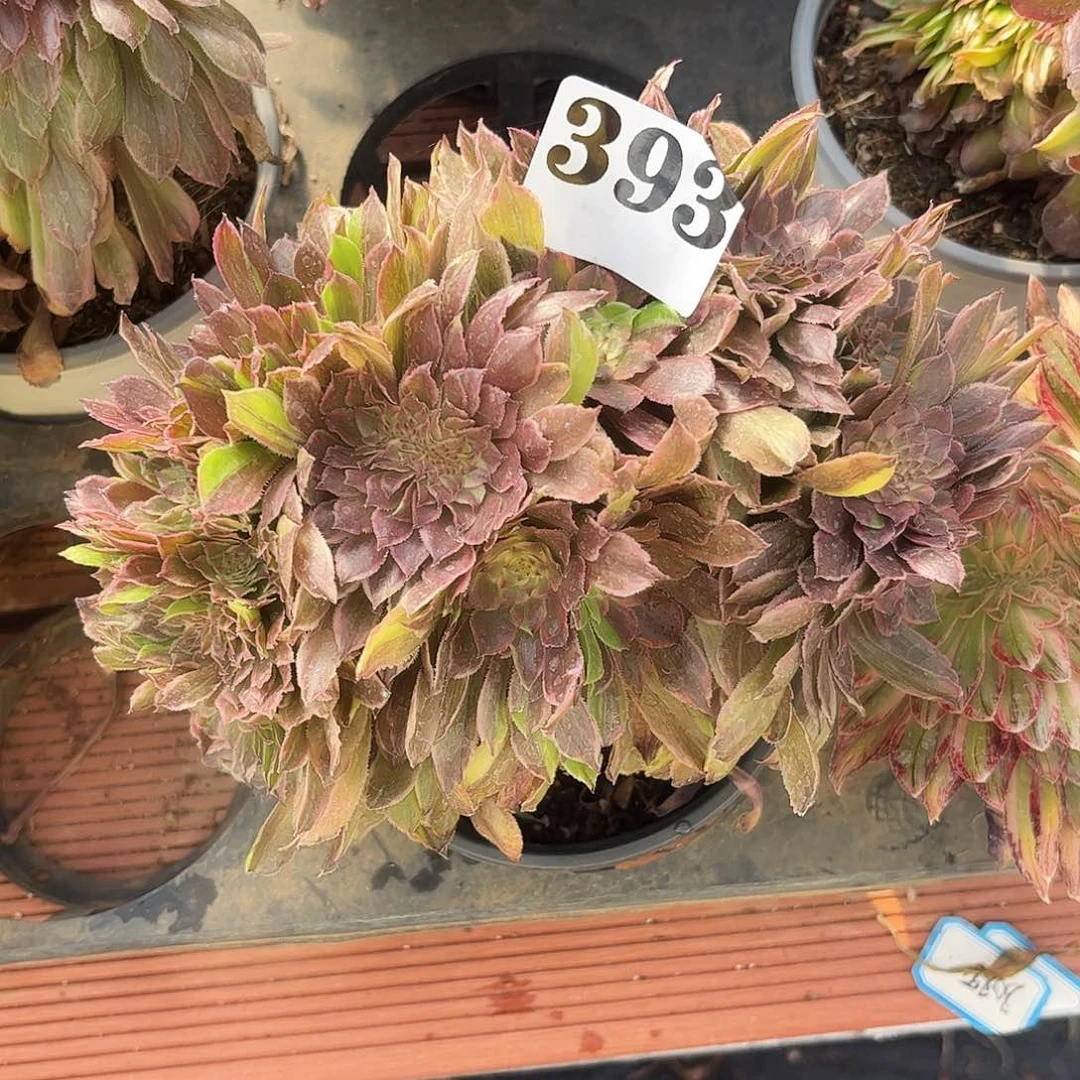么**?粉黛多肉植物福利393