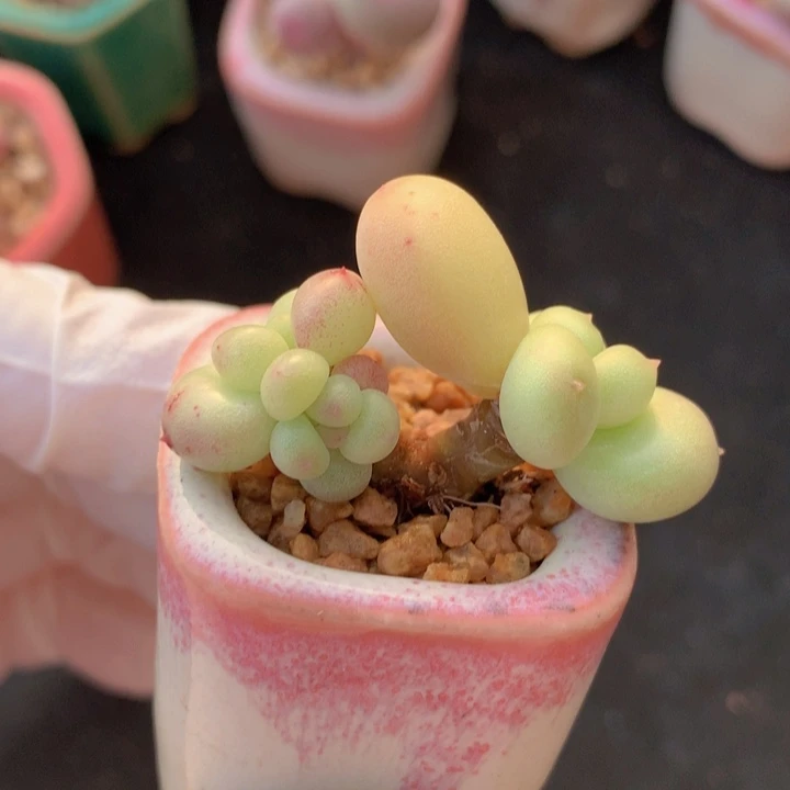 052 萤火虫 白萤火 木质桩