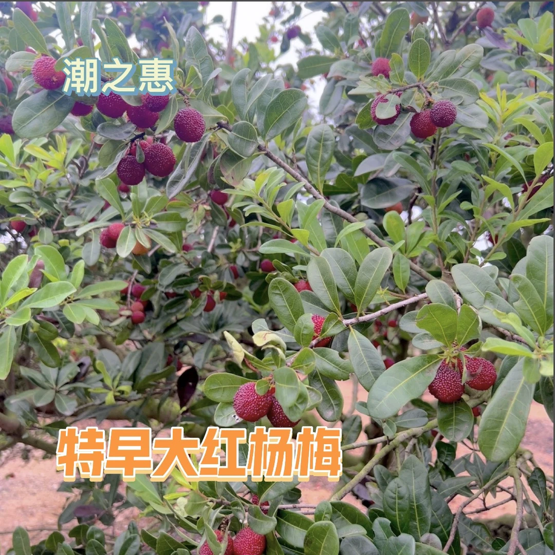 潮之惠金灶特早大红杨梅新鲜原产地7分甜2盒装起(顺丰快递)