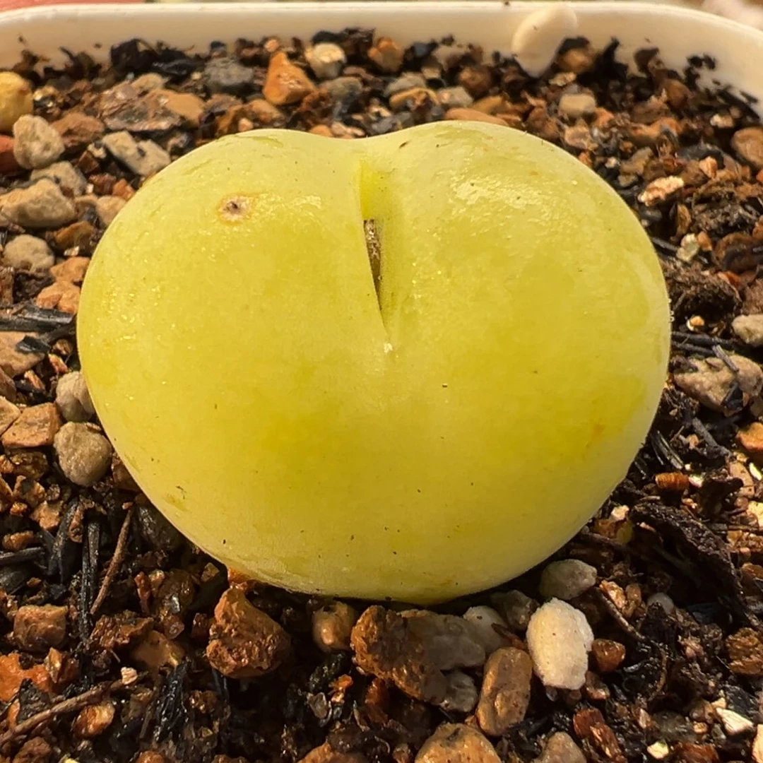 024多肉植物种类多样