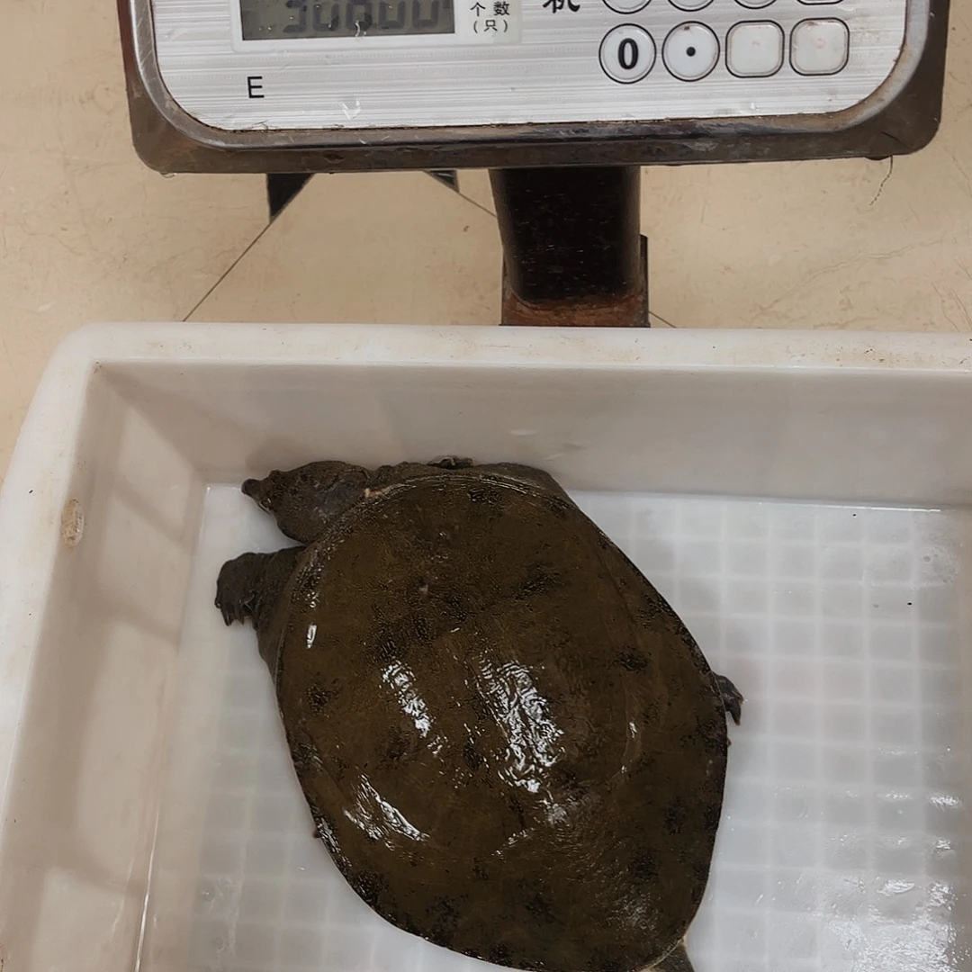 中国大陆野生甲鱼包邮包活