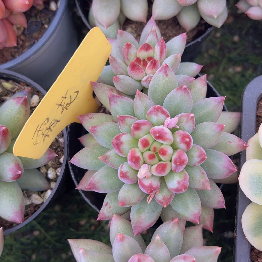 香玉的故事是一个人的