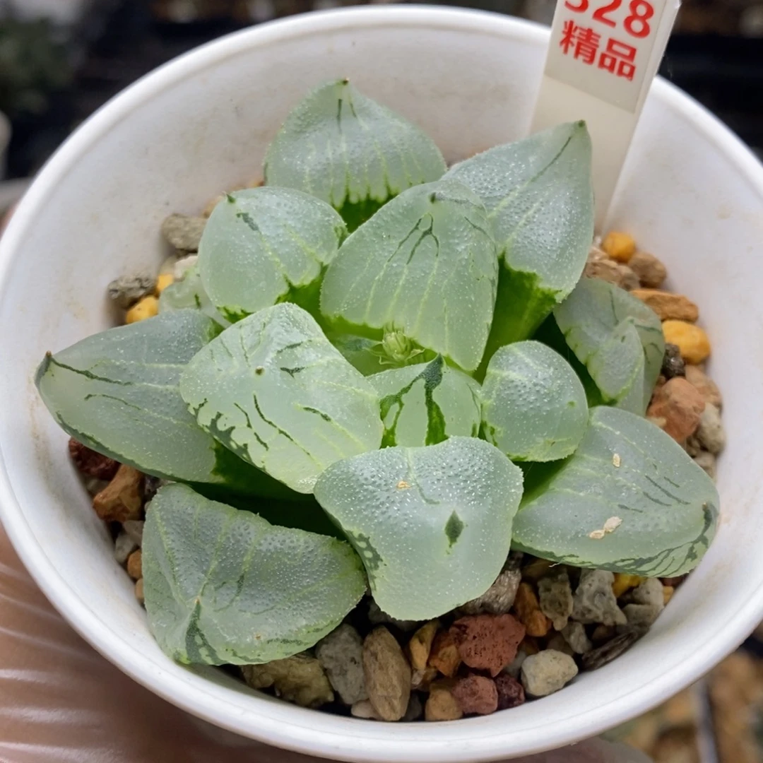 328号虞美人多肉植物