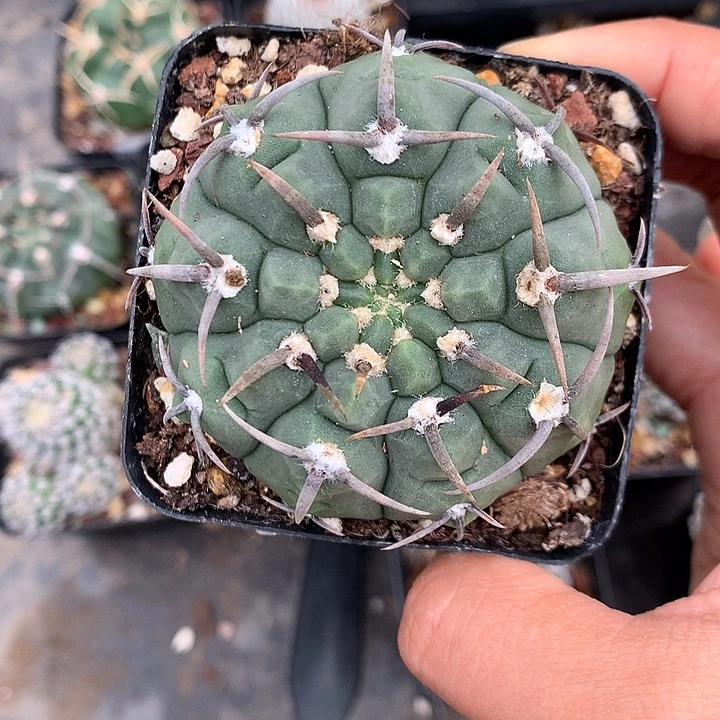 432 实生三本刺6.1厘米