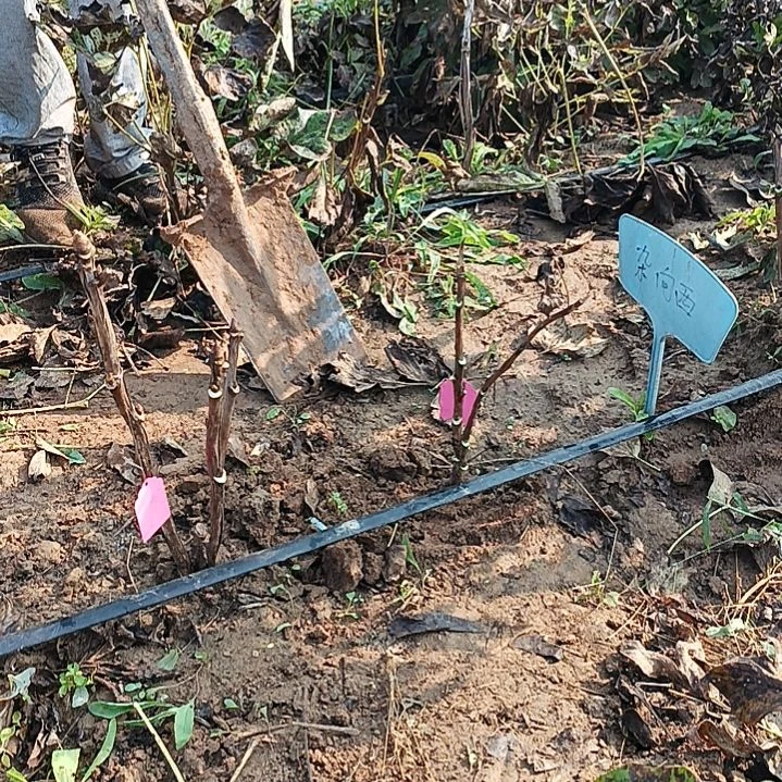 当前无花朵，栽培后可花朵圣代