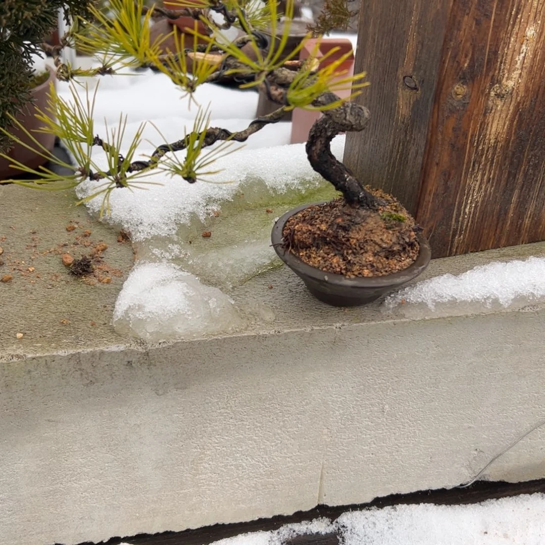 无花朵带盆包邮 黄山松