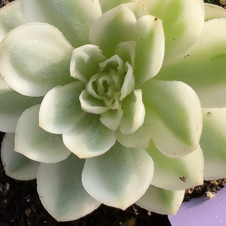 山地玫瑰锦秋夕910号