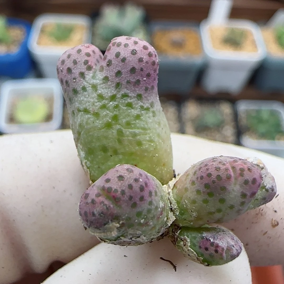 851园艺优选红斑马