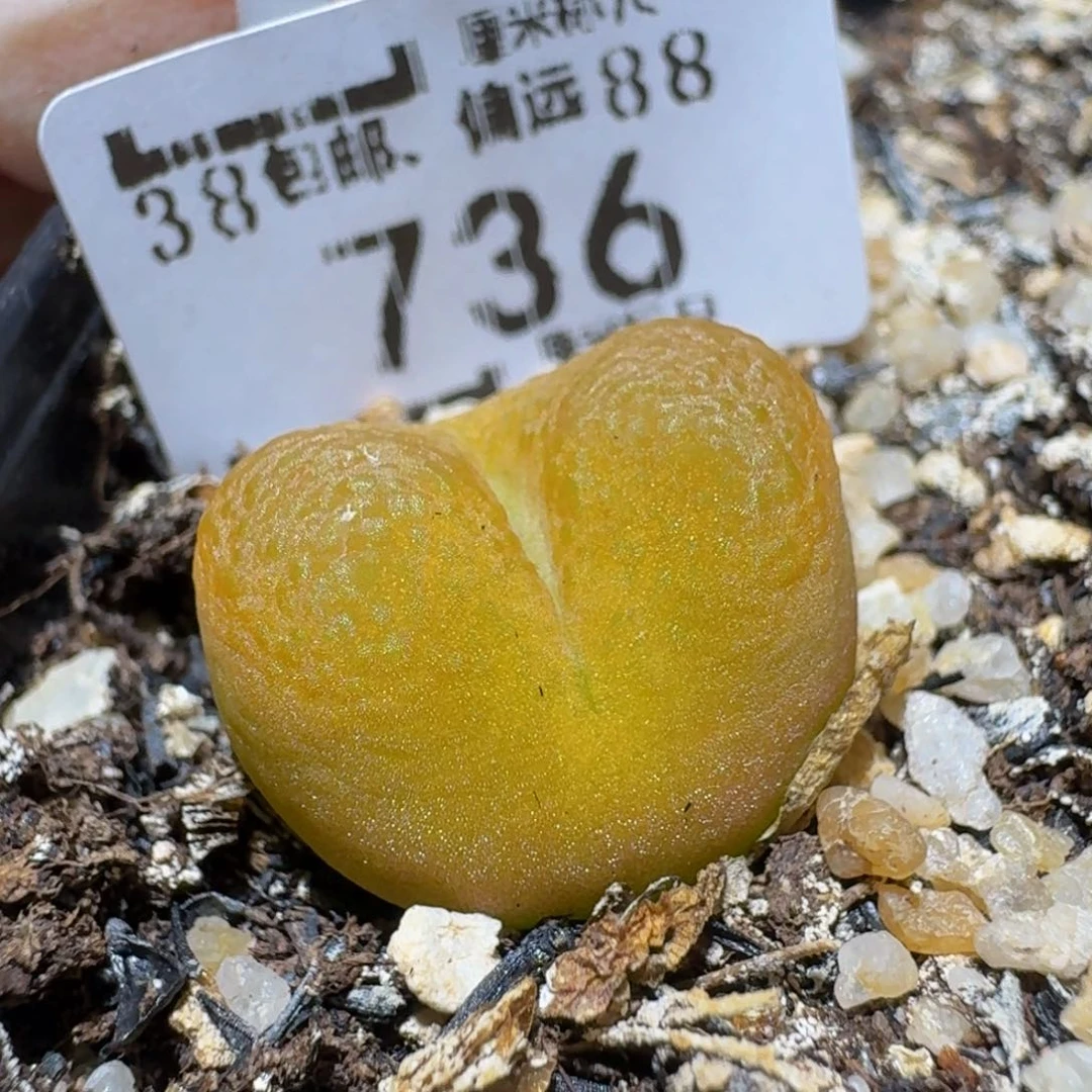 Ssss精品生石花736