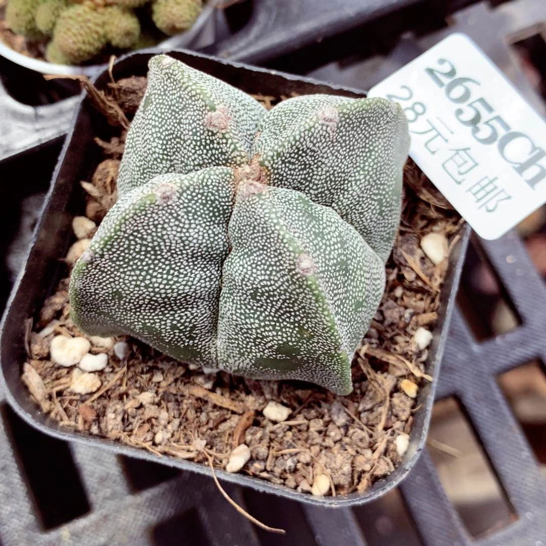 5厘米盆精控多肉2655