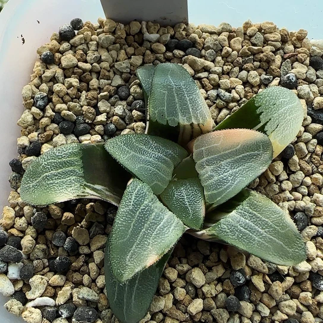 418号克锦6左右一物一拍带盆土