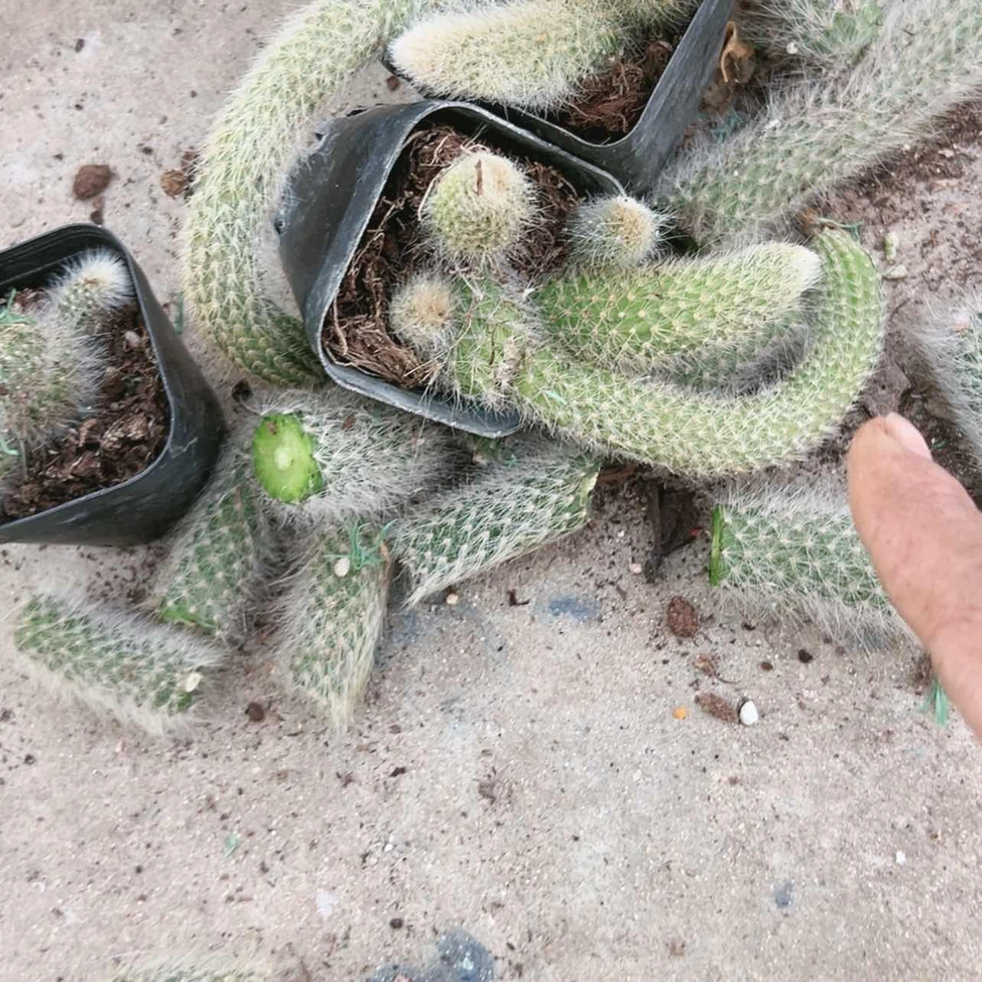 【闪购商品】一堆九尾狐