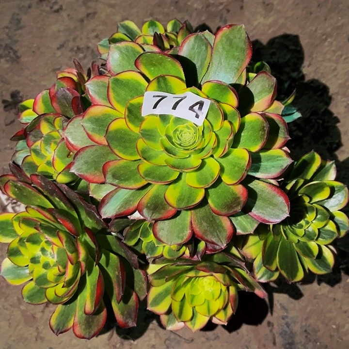 774奶白宽锦多肉植物处理不售后