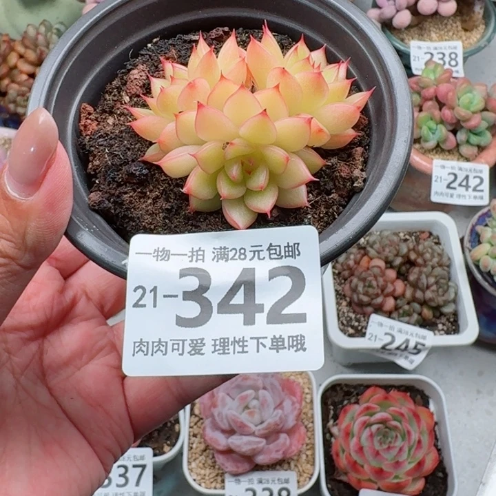 黄闪光无盆土发货多