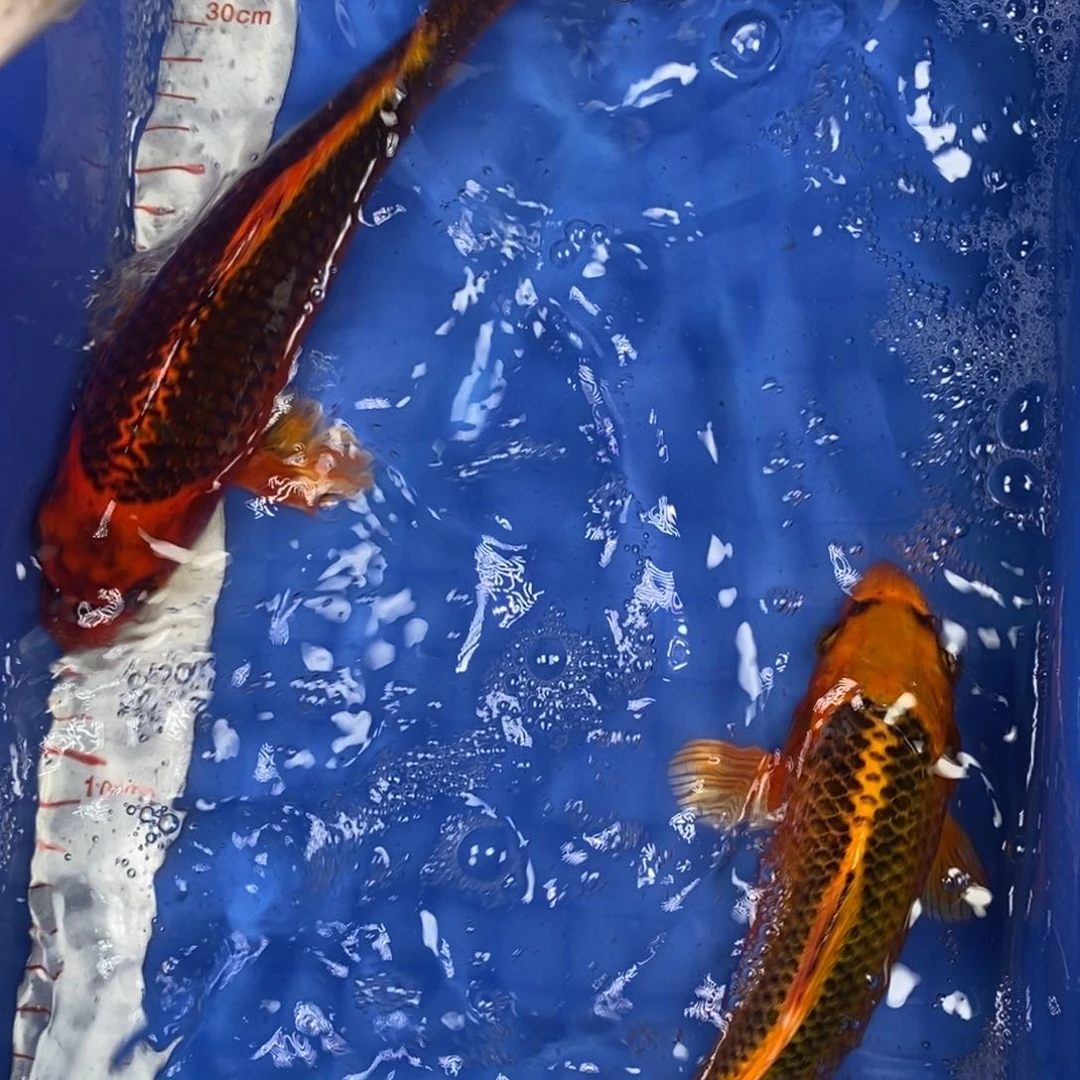 锦鲤冷水锦鲤包邮