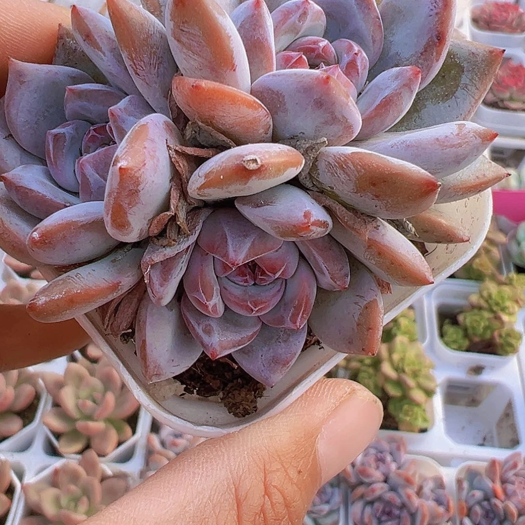 石榴籽群19包邮多肉